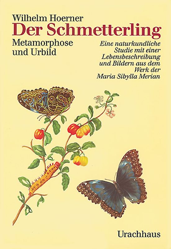 Der Schmetterling
