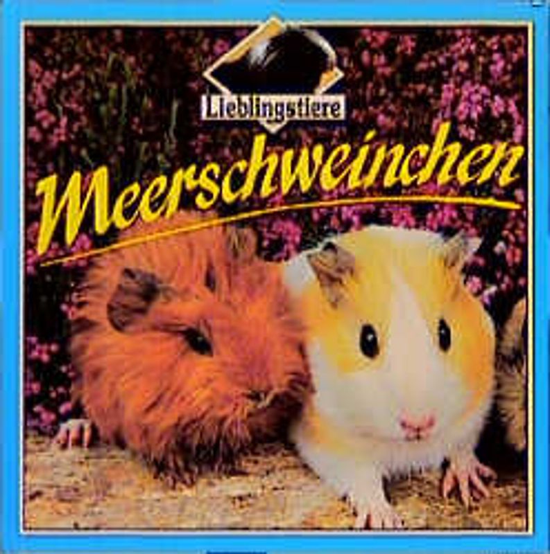 Meerschweinchen