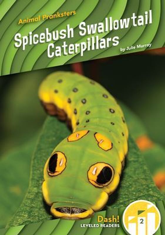 Spicebush Swallowtail Caterpillars