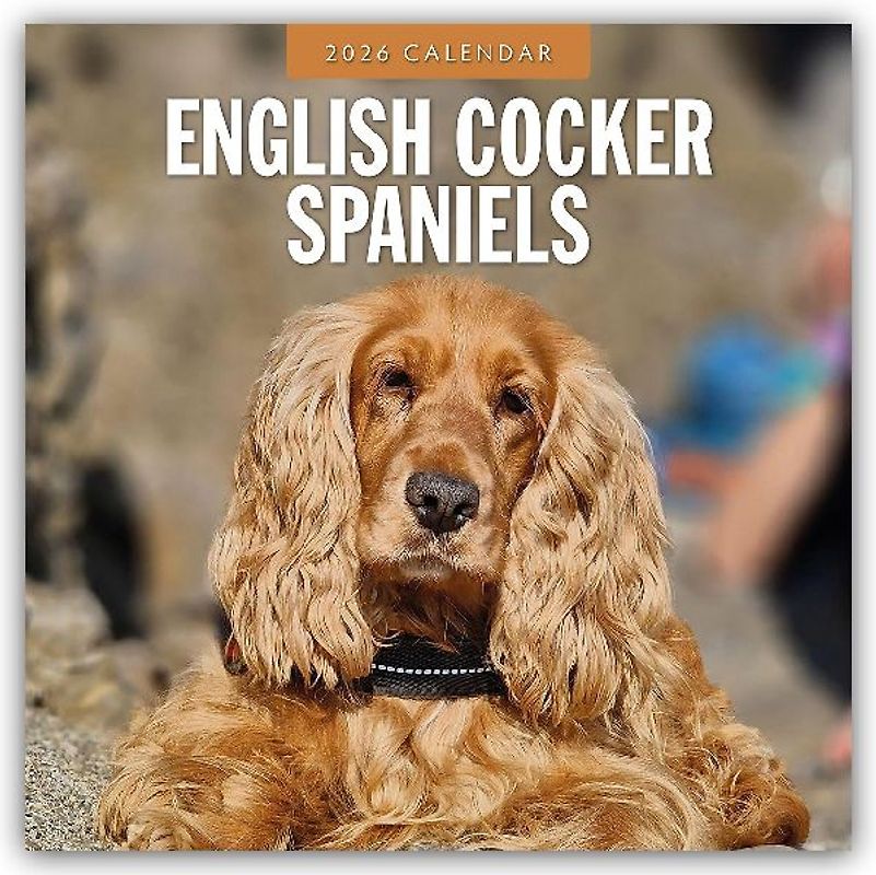 English Cocker Spaniels 2026 Square Wall Calendar