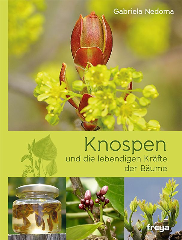 Knospen