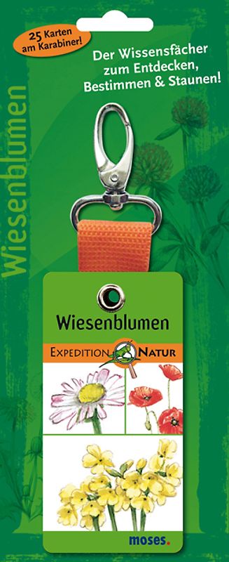 Expedition Natur - Wiesenblumen