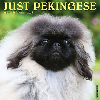 Pekingese 2026 12 X 12 Wall Calendar