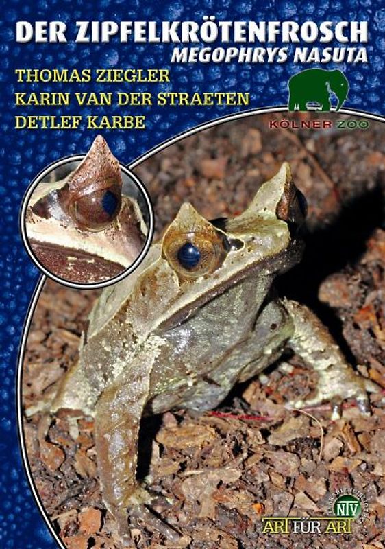 Der Zipfelkrötenfrosch