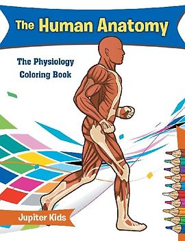 The Human Anatomy
