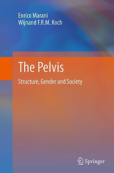 The Pelvis
