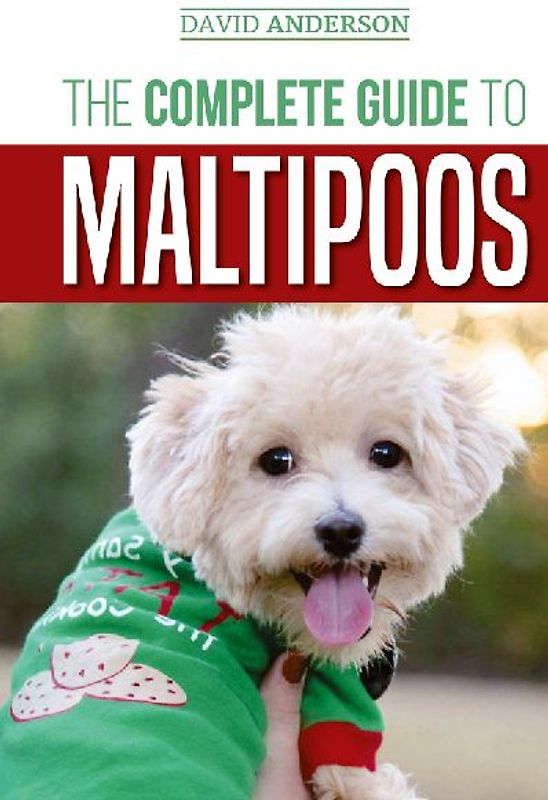 The Complete Guide to Maltipoos