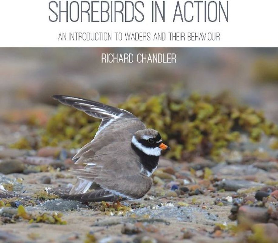Shorebirds in Action