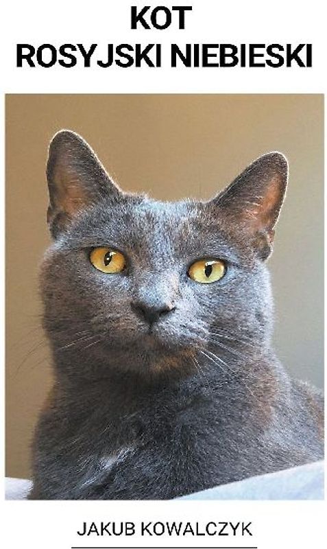 Kot Rosyjski Niebieski