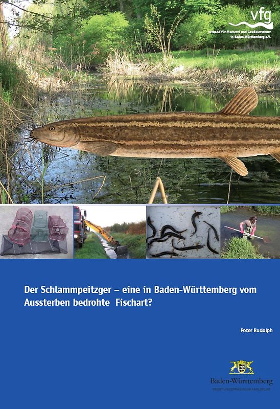 Der Schlammpeitzger - eine in Baden-Württemberg vom Aussterben bedrohte Fischart?