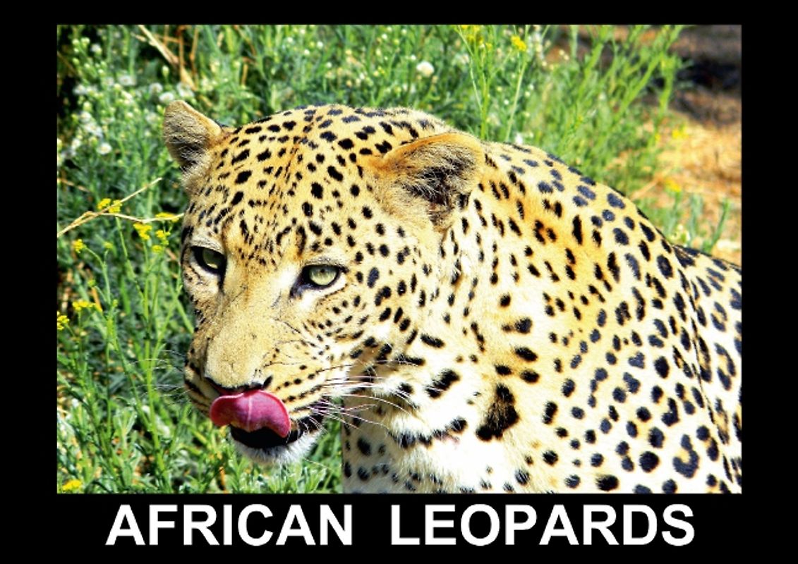 African Leopards (Poster Book DIN A3 Landscape)