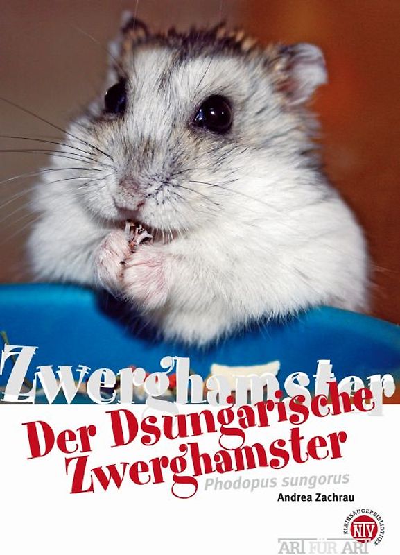 Der Dsungarische Zwerghamster