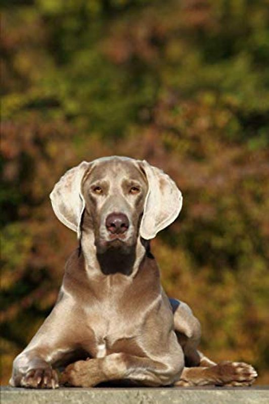 Trainingstagebuch für Hundebesitzer: Dein Weimaraner im Hundetraining (Weimaraner- alle Bücher: Trainingstagebuch, Krankenakte, BARF Planer und Welpentagebuch, Band 1)