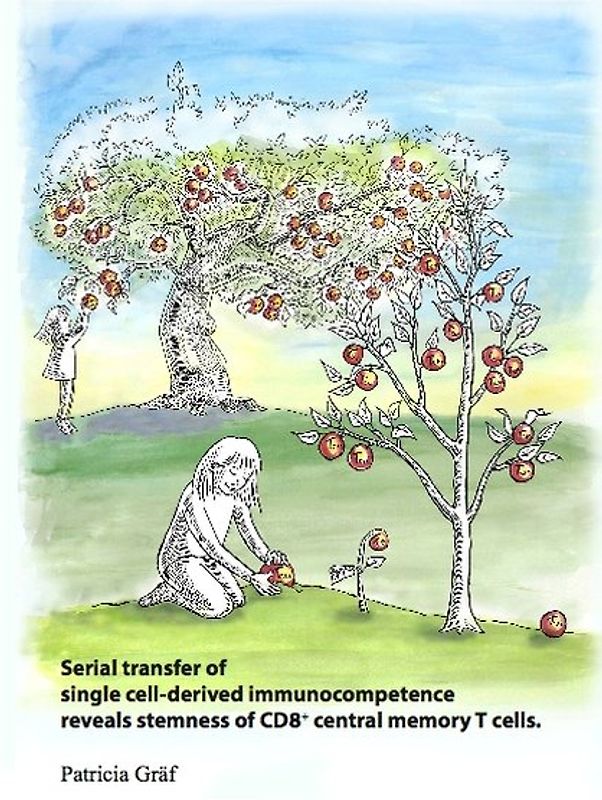 Serial transfer of single cell-derived immunocompetence reveals stemness of CD8+ central memory T cells