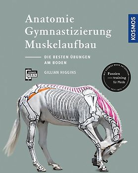 Anatomie, Gymnastizierung, Muskelaufbau