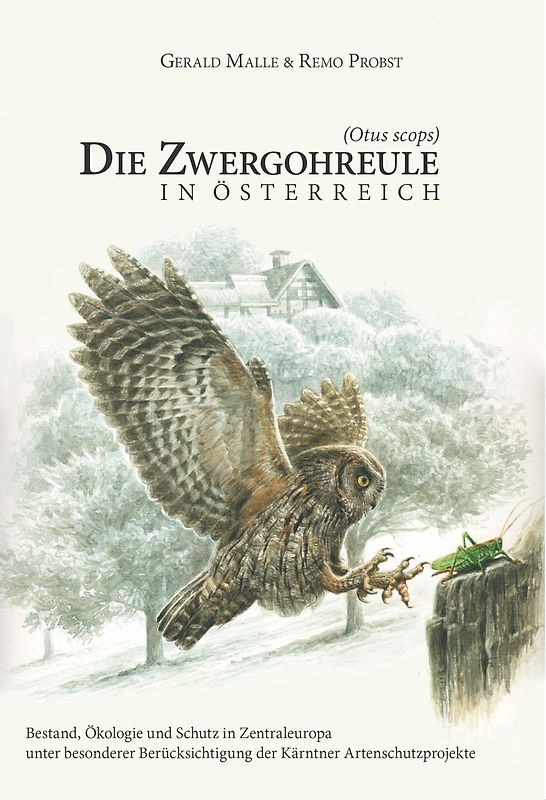 Die Zwergohreule (Otus scops) in Österreich