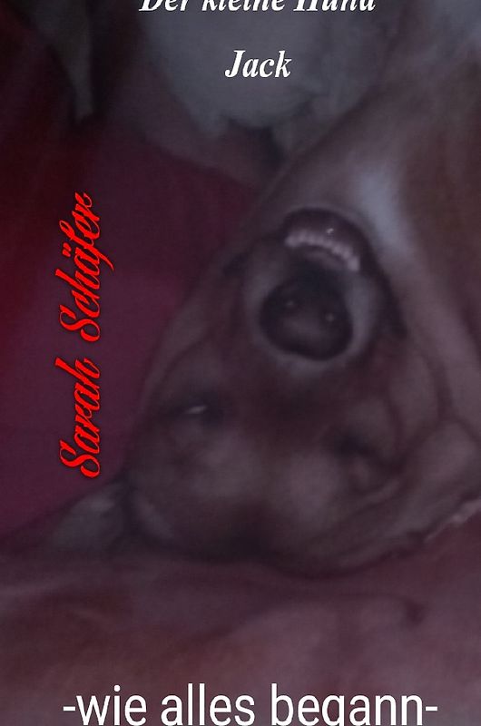 der kleine Hund Jack