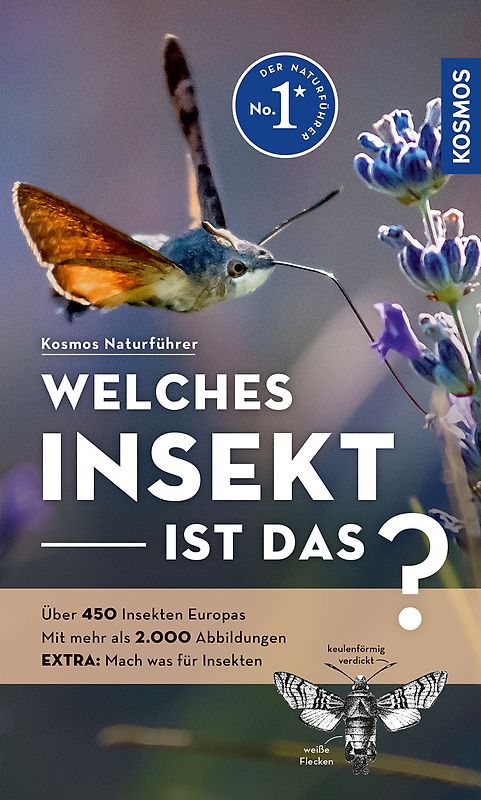 Welches Insekt ist das?