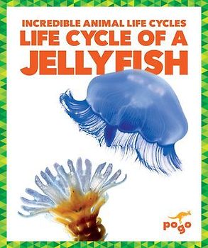 Life Cycle of a Jellyfish