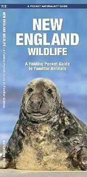 New England Wildlife