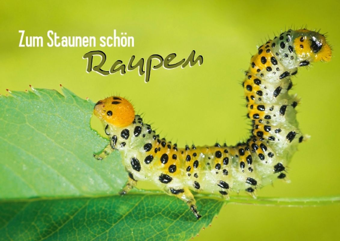 Zum Staunen schön: Raupen (Posterbuch DIN A3 quer)