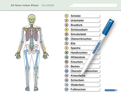 Ich kenne meinen Körper - Das Skelett