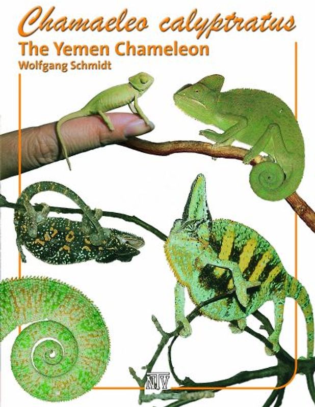 Chamaeleo calyptratus