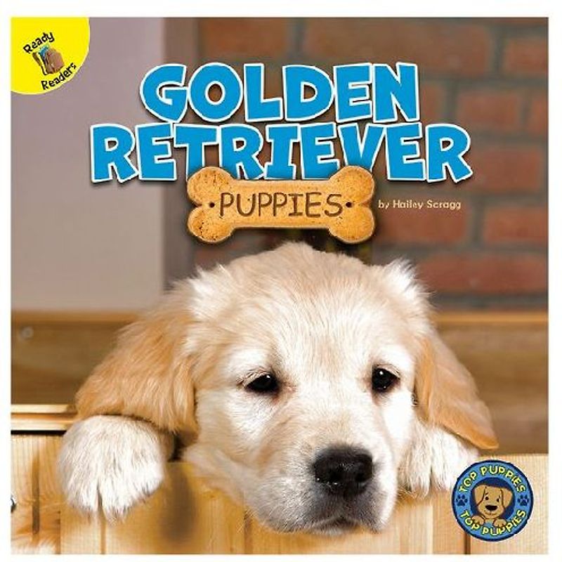 Golden Retriever Puppies