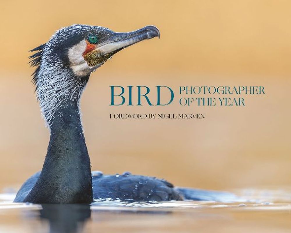 Bird Photographer of the Year