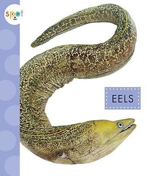 Eels