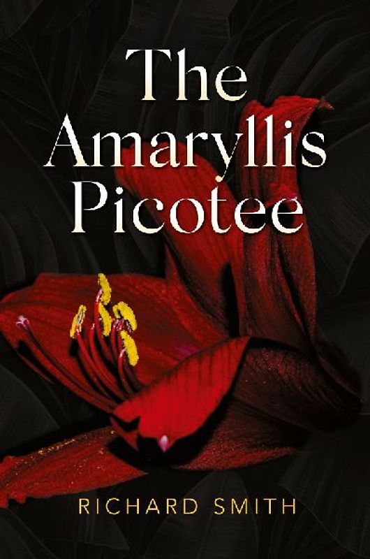 The Amaryllis Picotee