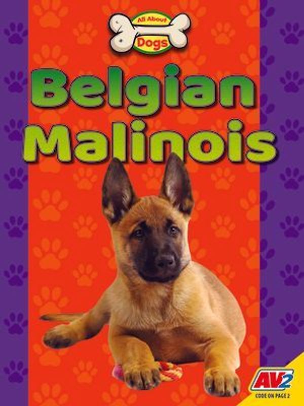 Belgian Malinois