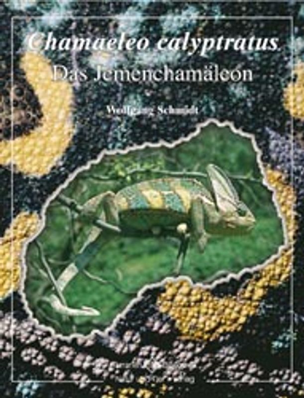 Chamaeleo calyptratus