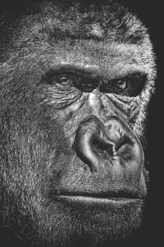 Gorilla Diary: 6 X 9 Ruled Notebook, Lined Journal For Writing, Gorilla On Black Cover - A Gorilla Gift For Your Friends