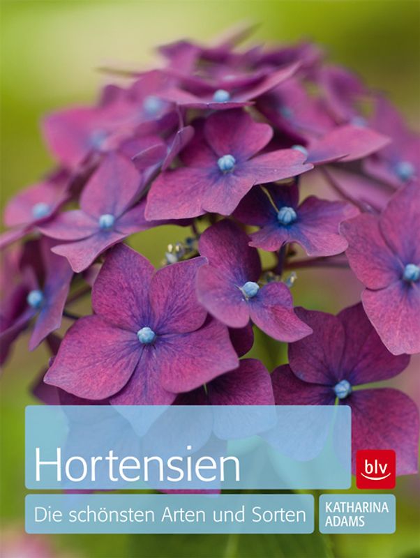 Hortensien