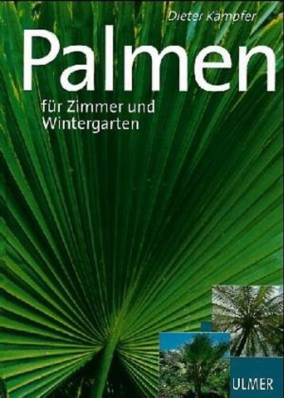 Schöne Palmen. Für Zimmer und Wintergarten
