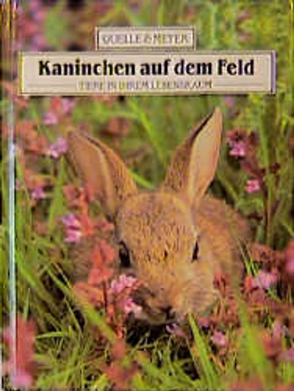 Kaninchen auf dem Felde