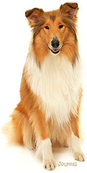 Journal: Rough Collie
