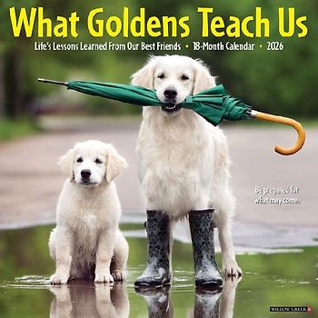 What Goldens Teach Us 2026 12 X 12 Wall Calendar