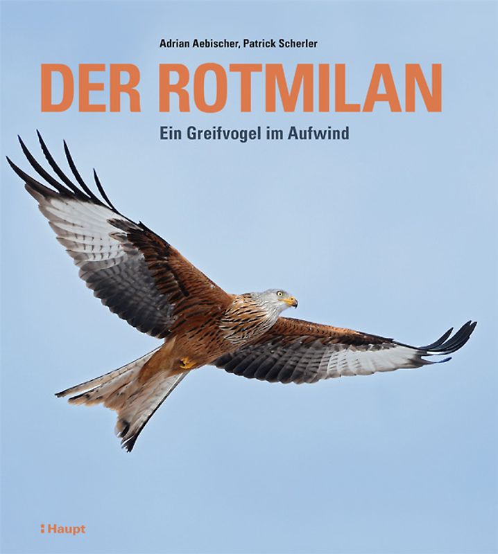 Der Rotmilan