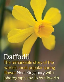 Daffodil: The Remarkable Story of the World's Most Popular Spring Flower - Kingsbury, Noel