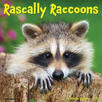 Rascally Raccoons 2026 12 X 12 Wall Calendar