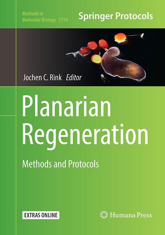 Planarian Regeneration
