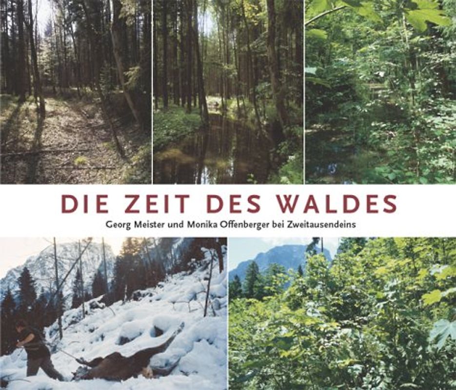 Wald im Wandel