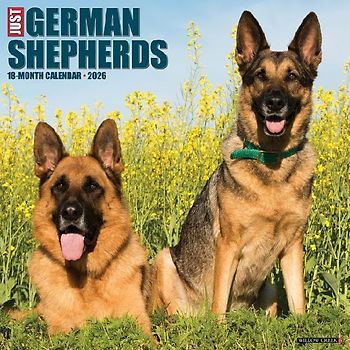 German Shepherds 2026 12 X 12 Wall Calendar
