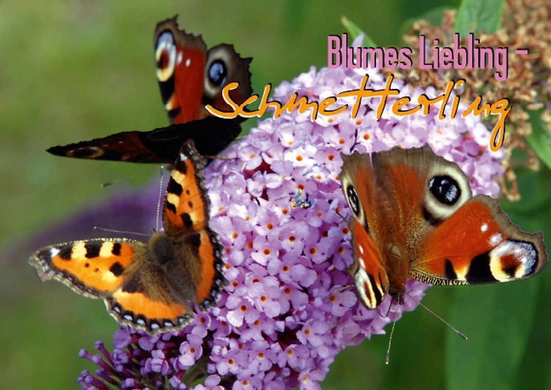Blumes Liebling – Schmetterling (Posterbuch DIN A4 quer)