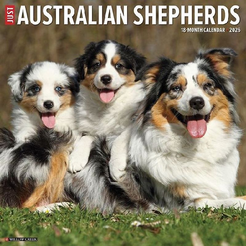 Australian Shepherds 2026 12 X 12 Wall Calendar
