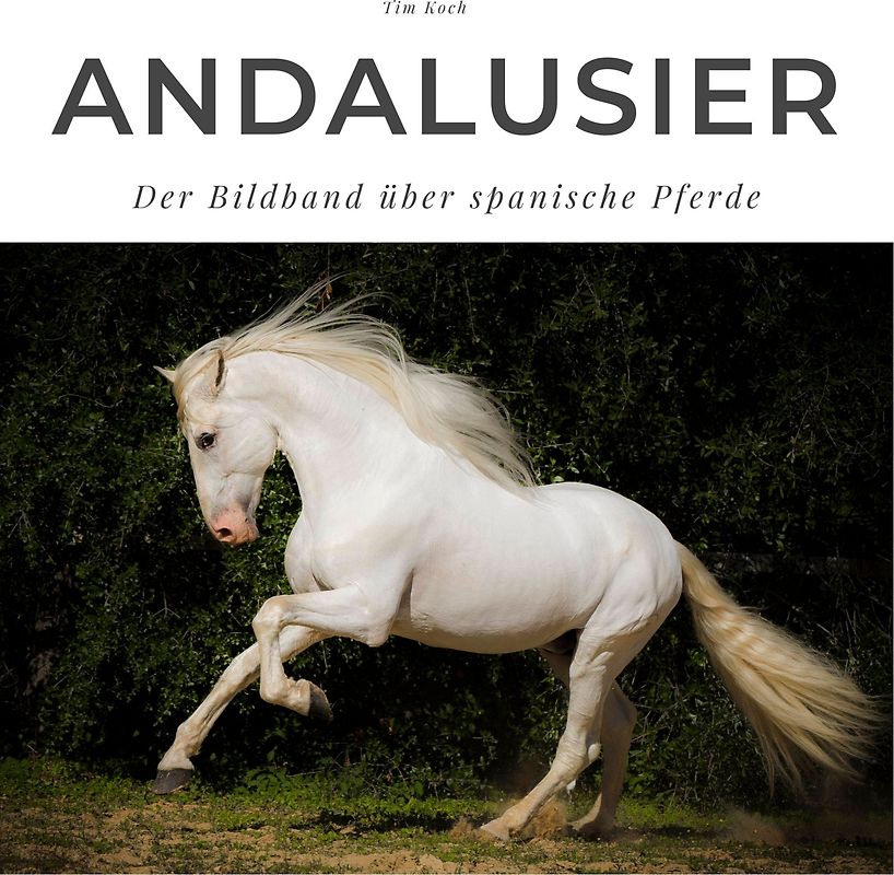 Andalusier