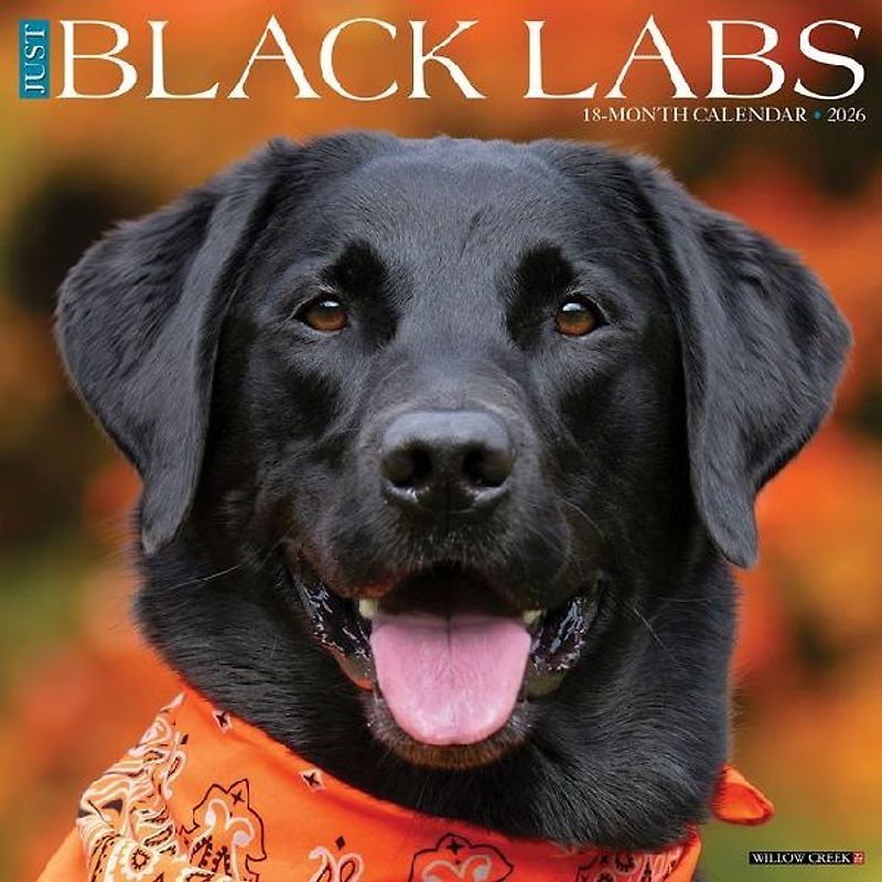 Black Labs 2026 12 X 12 Wall Calendar