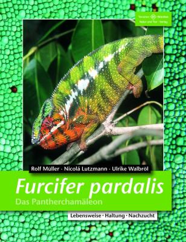 Furcifer pardalis - Das Pantherchamäleon